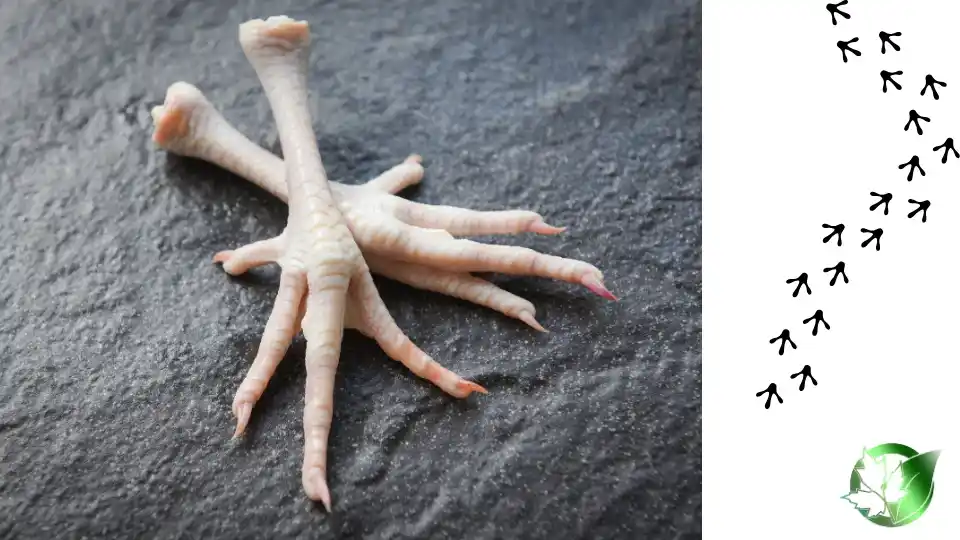 Commercial presentation of Chicken Feet for wholesale product evaluation and buyer review.